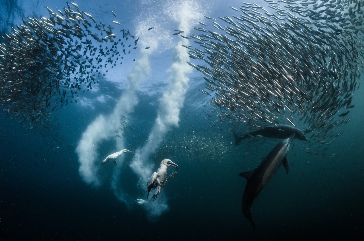Sardines берсин, ЮАР жээги