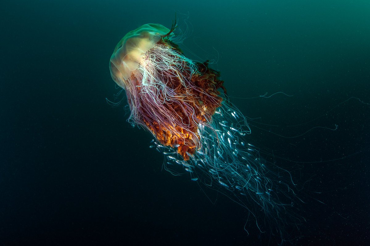 De manen van de medusa-leeuw, geschoten van de kust van Schotland
