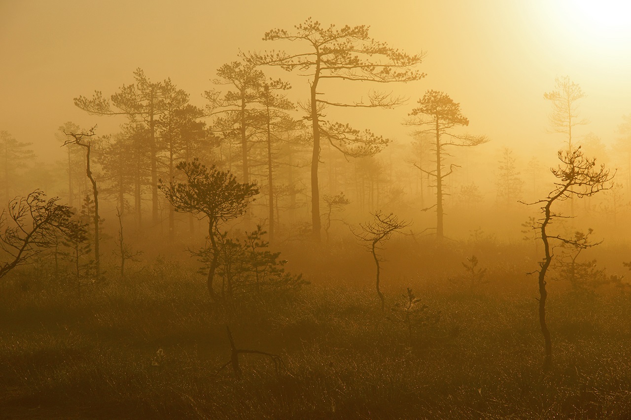 Mlhavý les v Rusku
