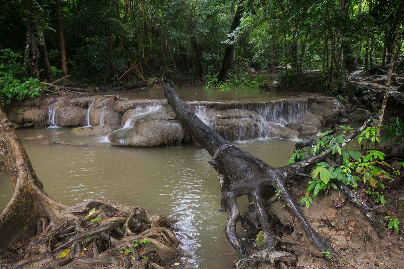 Jungle i Thailand