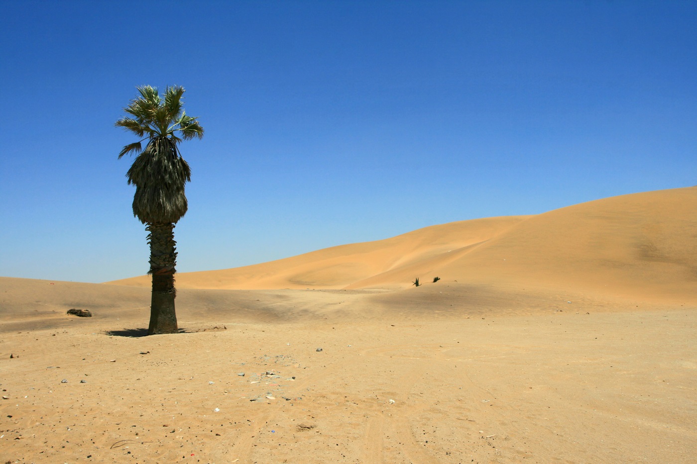 Palma nas dunas do deserto de Kalahari, Namíbia