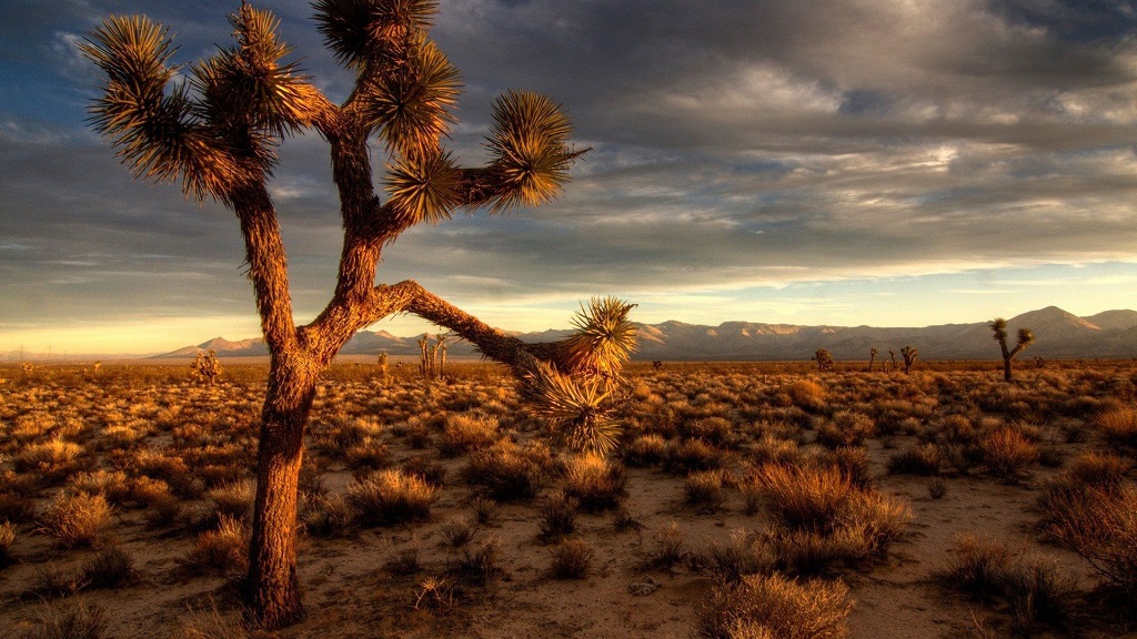 Mojave kõrb