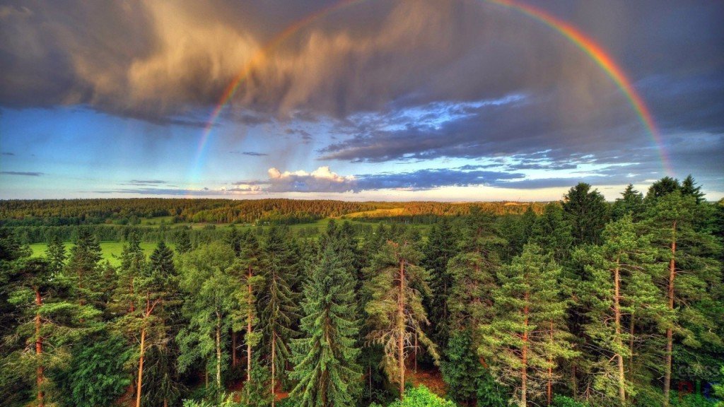 Rainbow over het bos