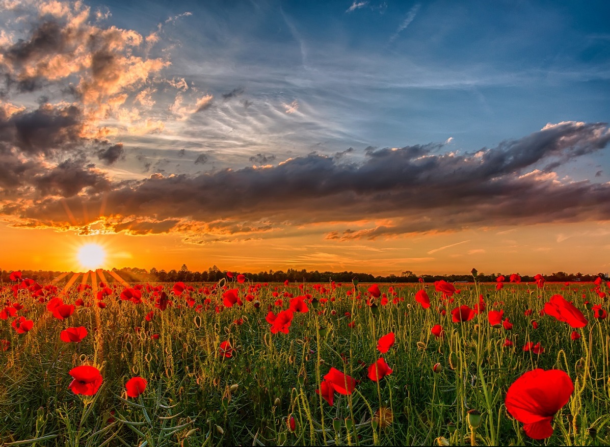Foto amanhecer sobre o campo de flores vermelhas