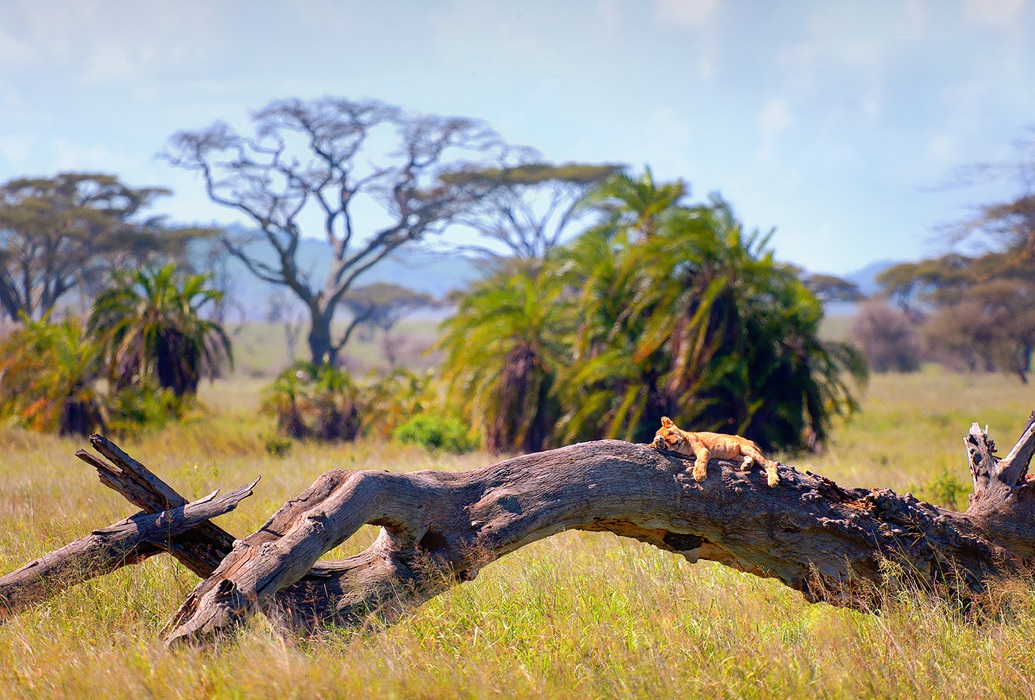 Lion cub na natutulog sa isang nahulog na puno sa Serengeti National Park, Tanzania