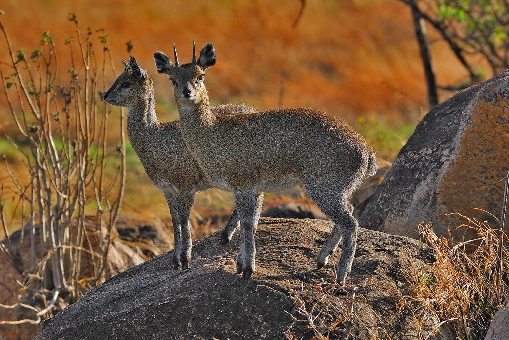 Antelopes of the genus Dikdiki in the Serengeti