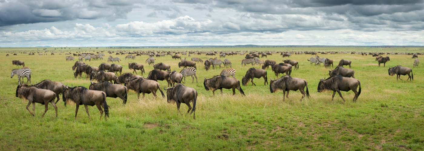 Grande migration des animaux vers le Serengeti