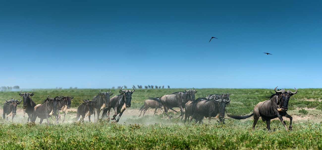 Prebivalstvo Wildebeest v Serengeti