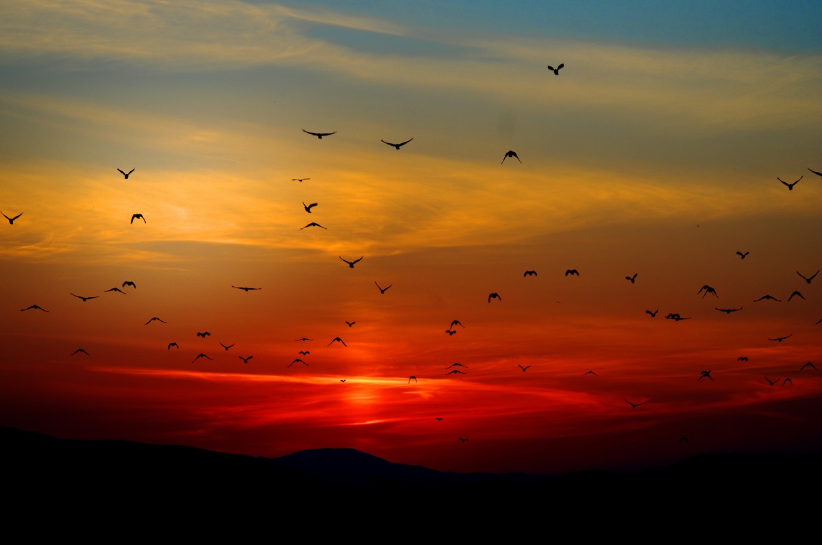 夕焼け写真：夕焼けに続いて飛ぶ鳥