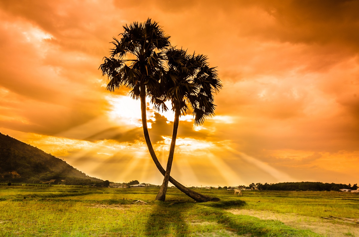 Egy fénykép egy naplemente Afrikában, egy pálmafa az arany sugarak
