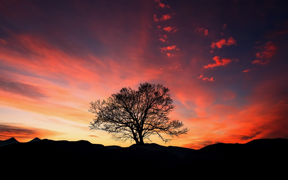 夕日の孤独な木