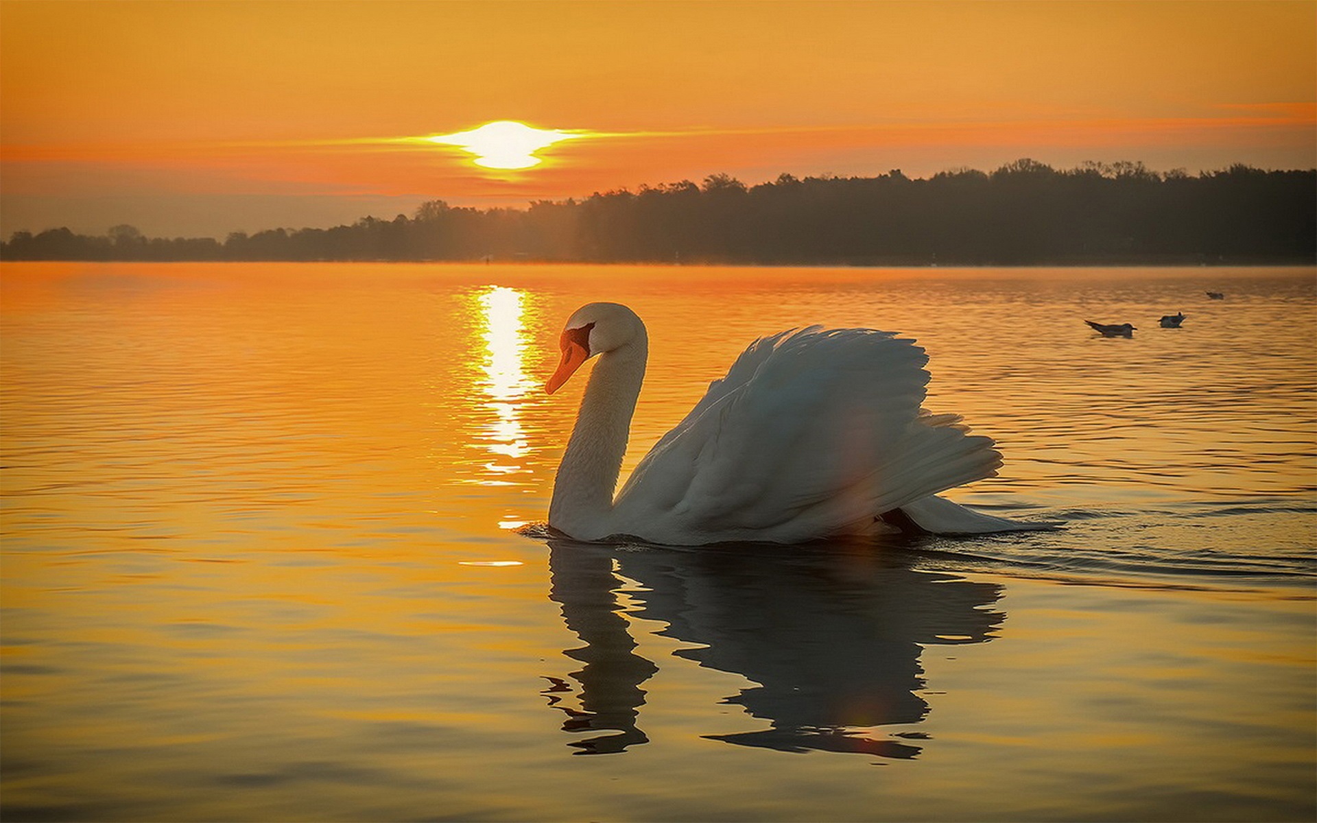 Swan by sonsondergang