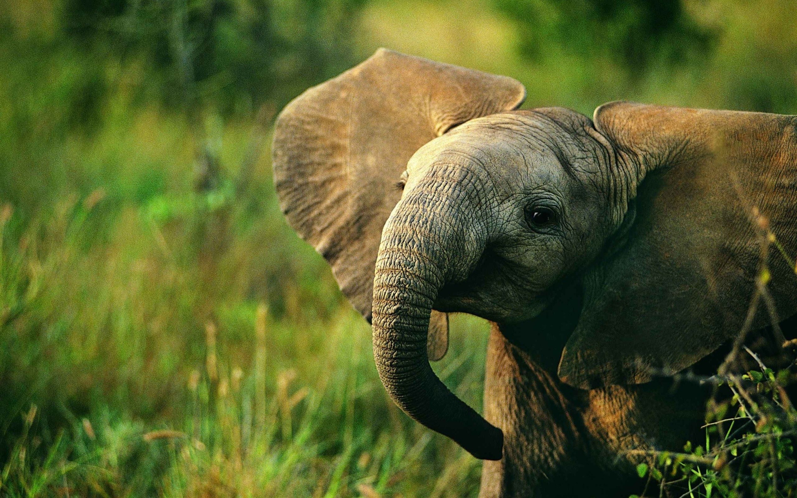 Baby elefant
