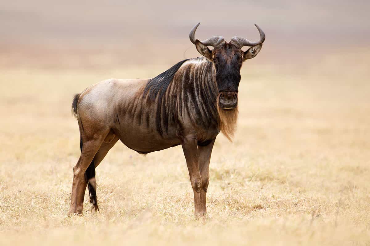 I-Wildebeest
