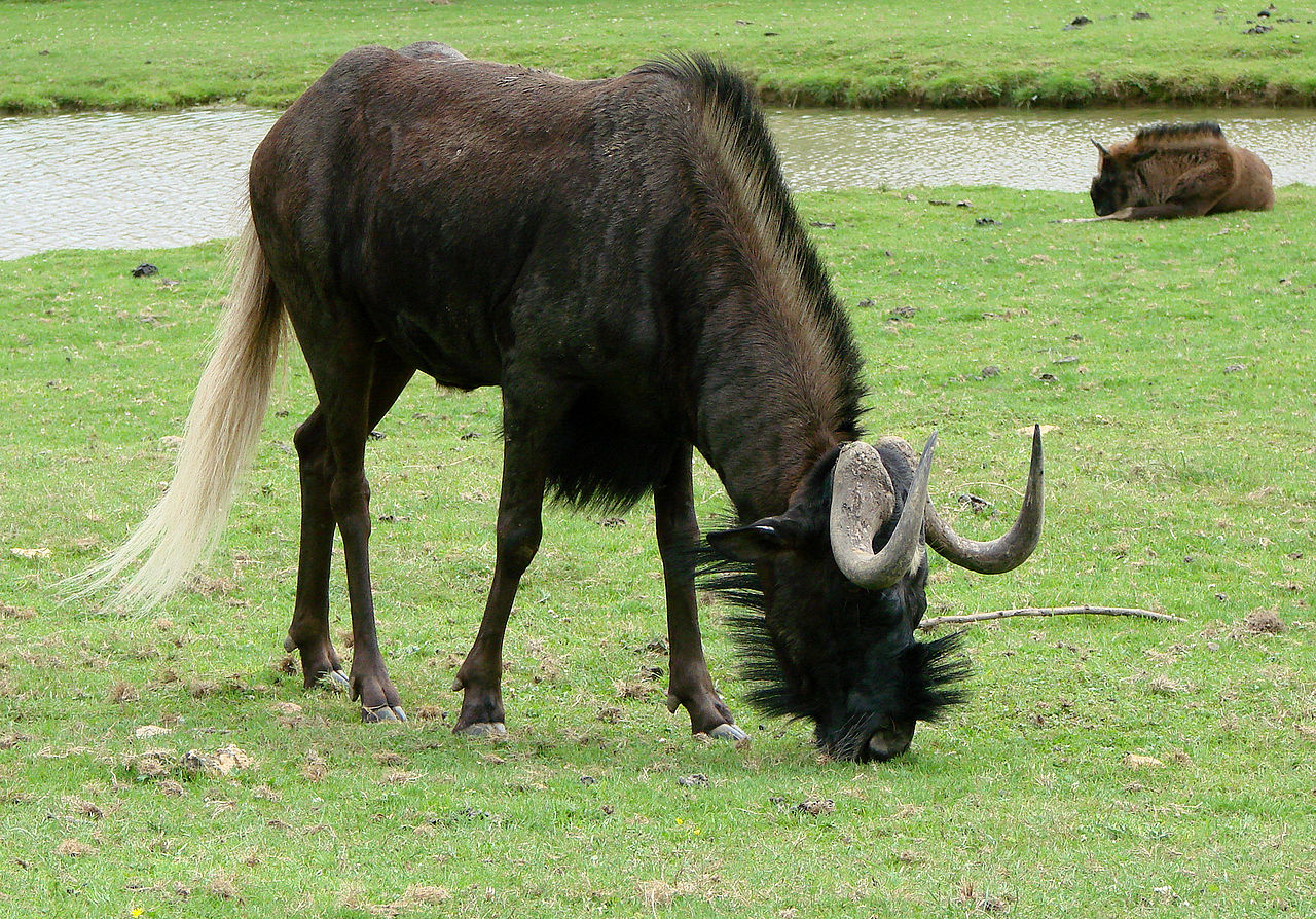 Wildebeest: noocyo of wildebeest white-tailed