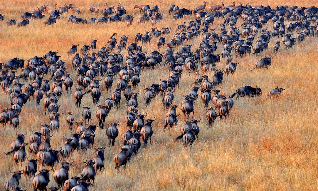 Wildebeest Migrace z Keni do Tanzanie