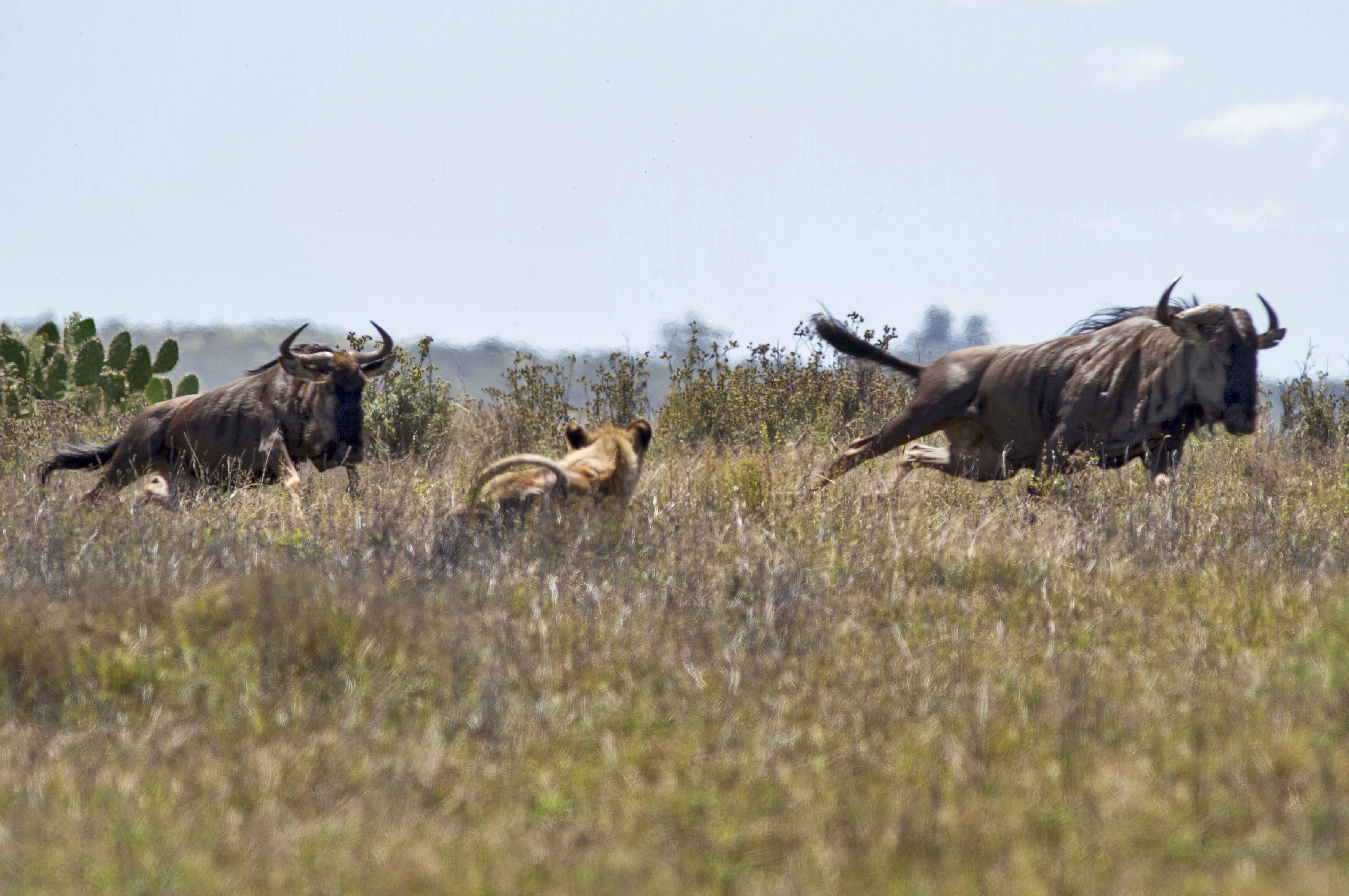 Lejoninnen har kastet antiloper i det høye gresset og begynner å angripe