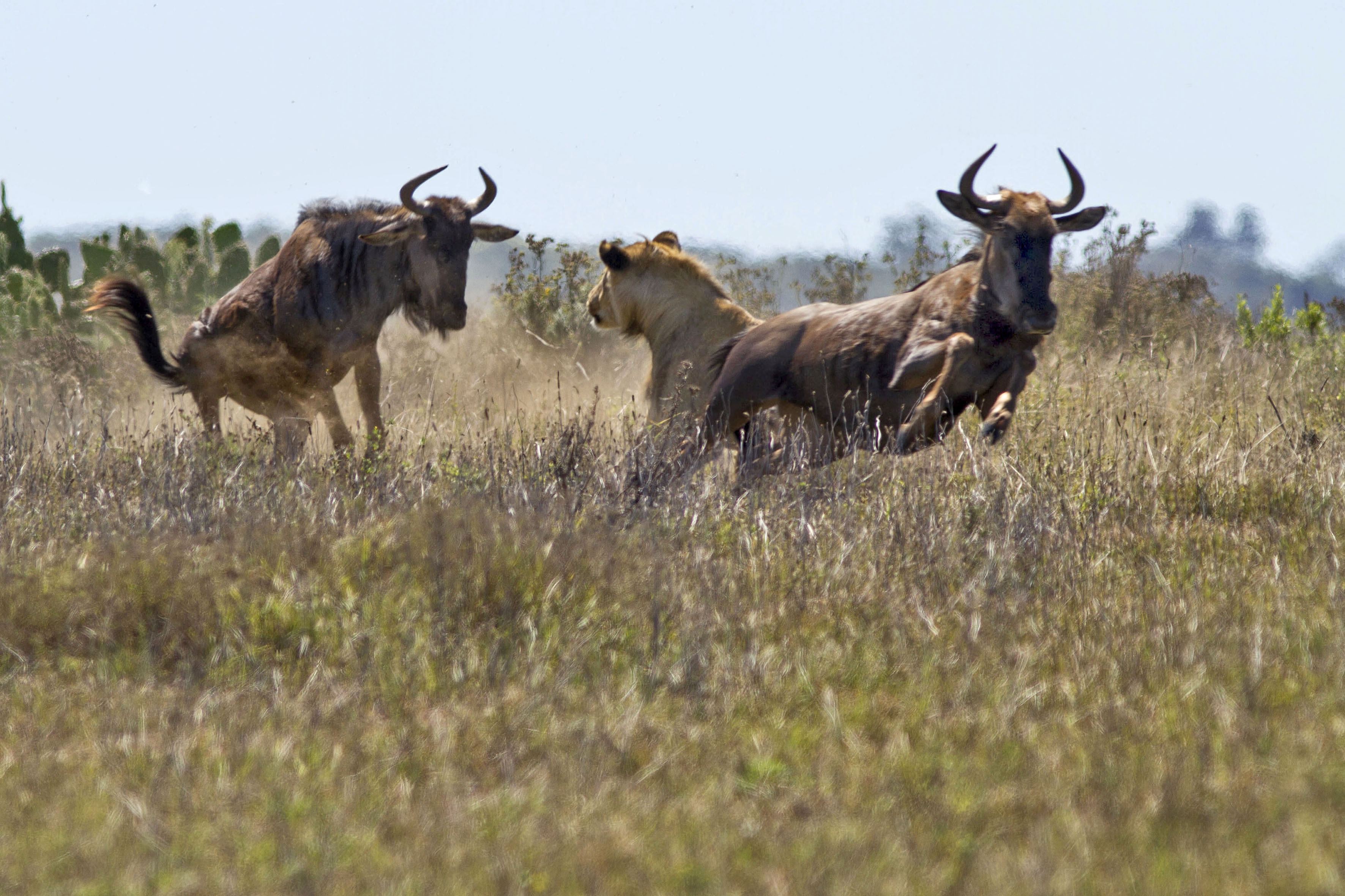 Առյուծը արգելափակեց wildebeest- ից մեկի ճանապարհը