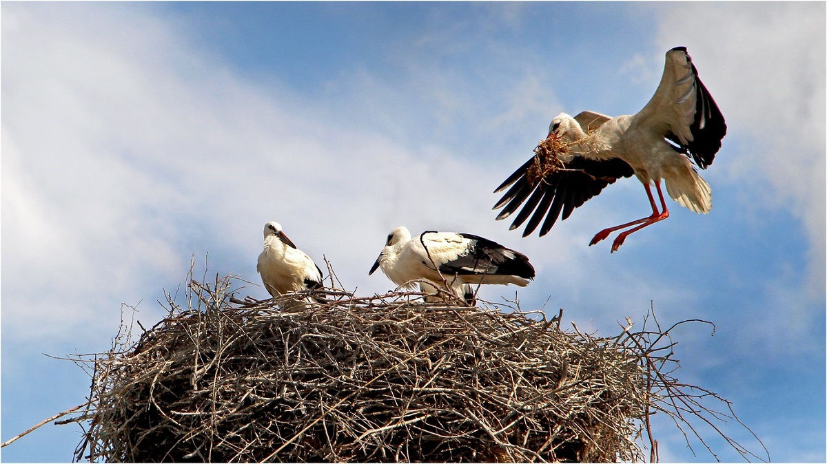 Nest of storks ee tuulada u dhow Nikolayev, Ukraine