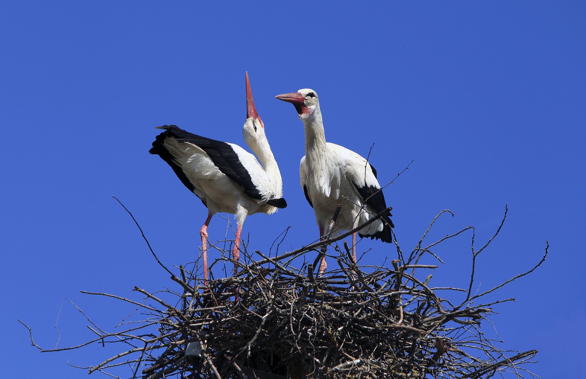 ঘাড় মধ্যে storks