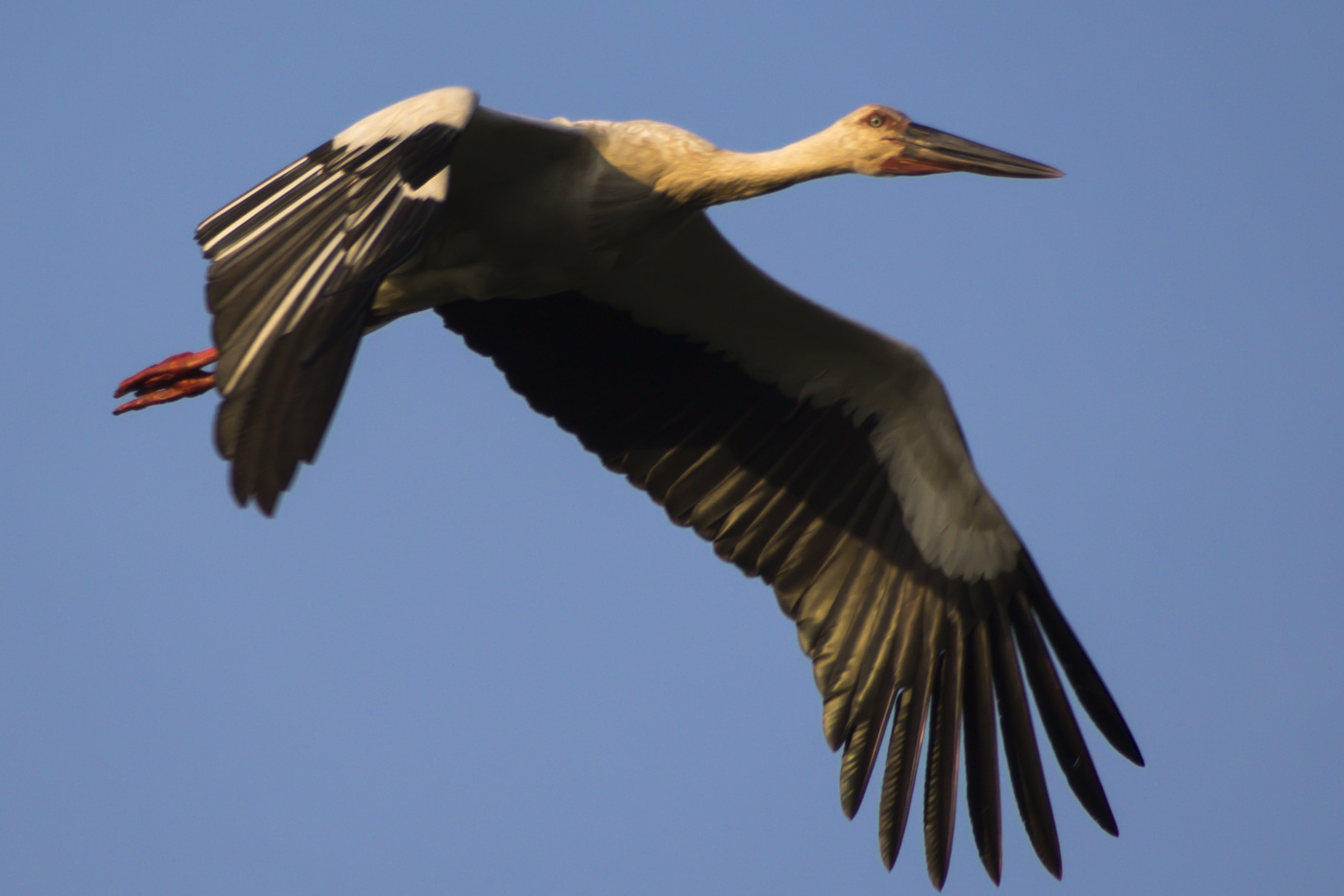 Far Eastern White Stork lidojumā