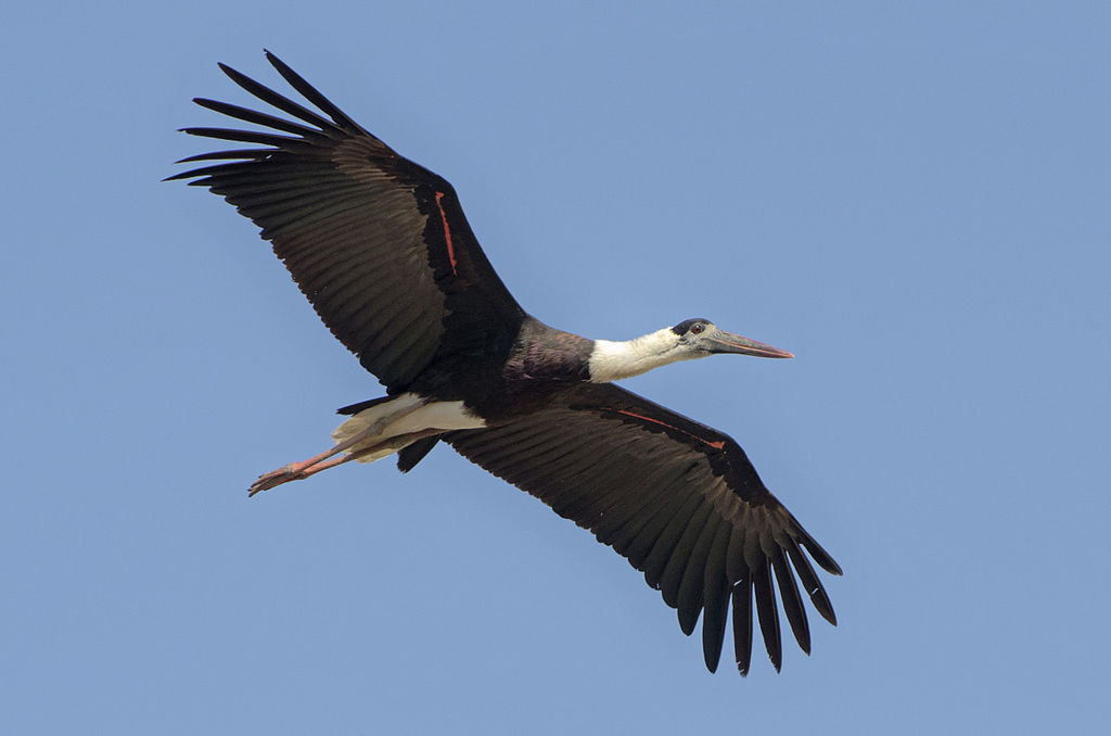 White-capped stork í flugi
