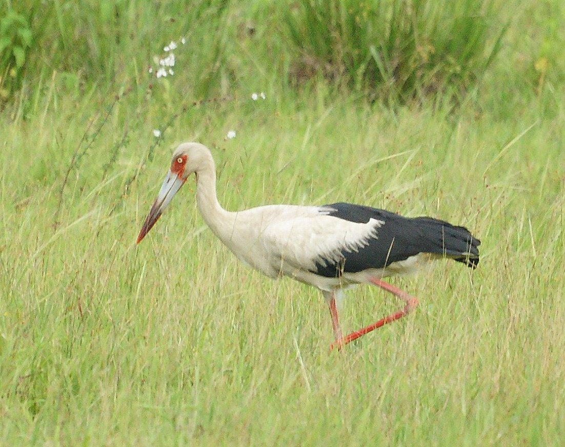 Amurka stork