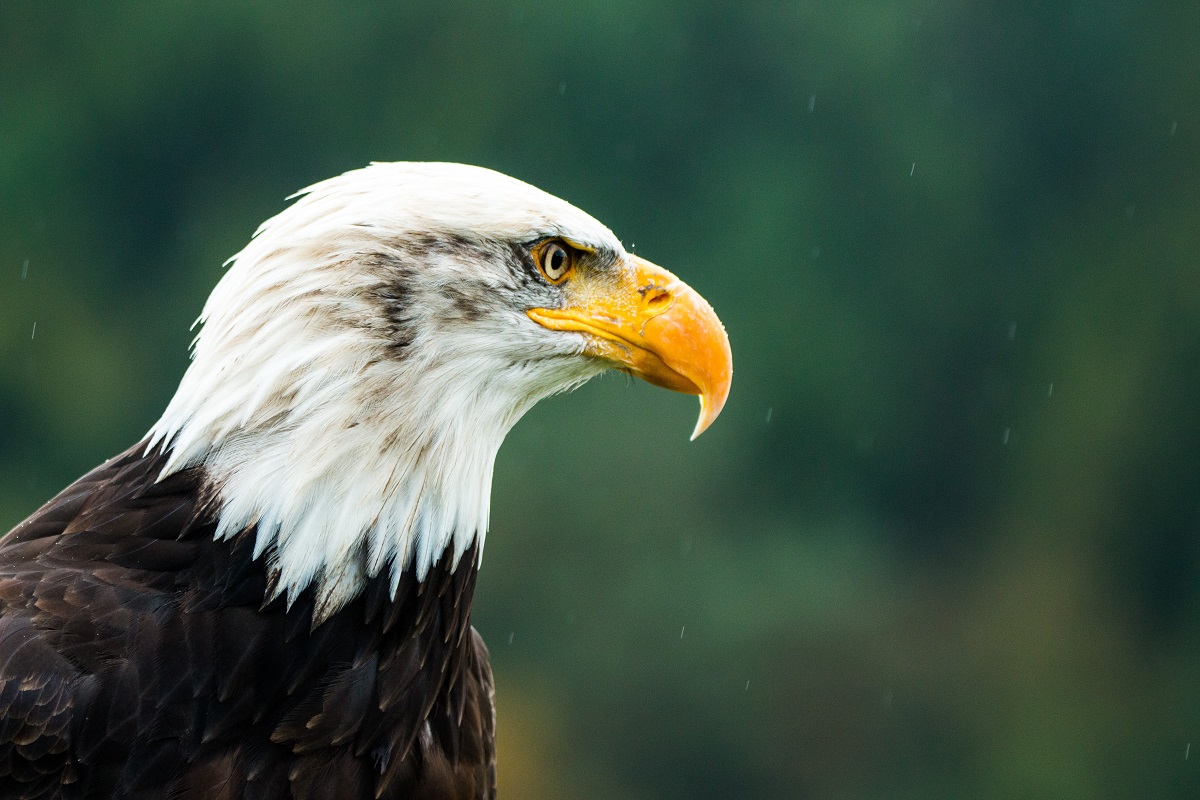 Bald Eagle: Portrait