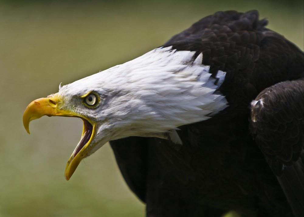 Bald Eagle: Potret
