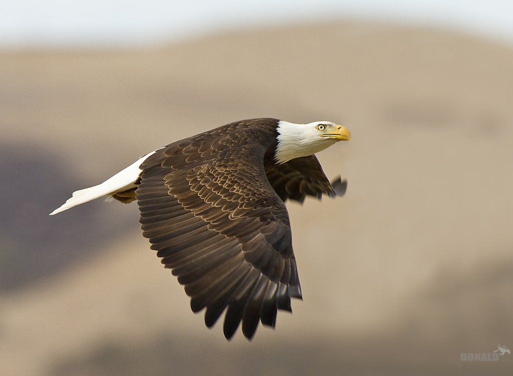 Bald Eagle tijdens de vlucht