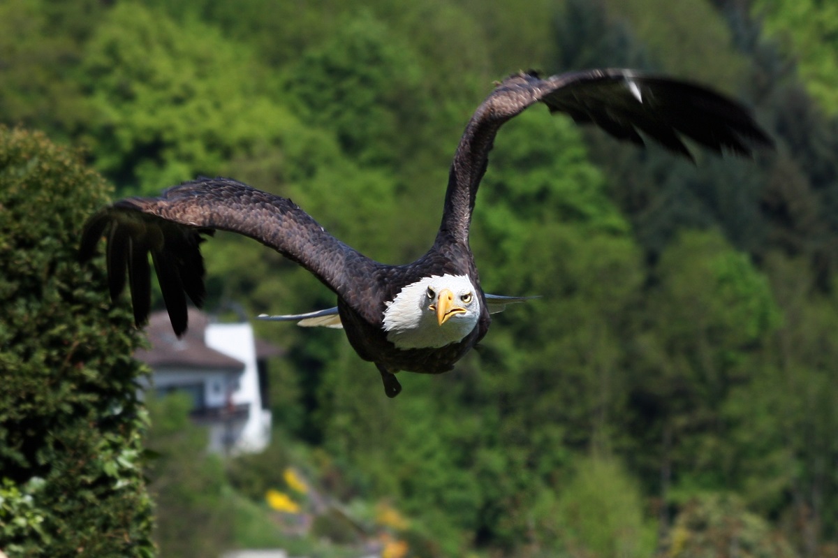 Білоголовий орлан в польоті, вид спереду