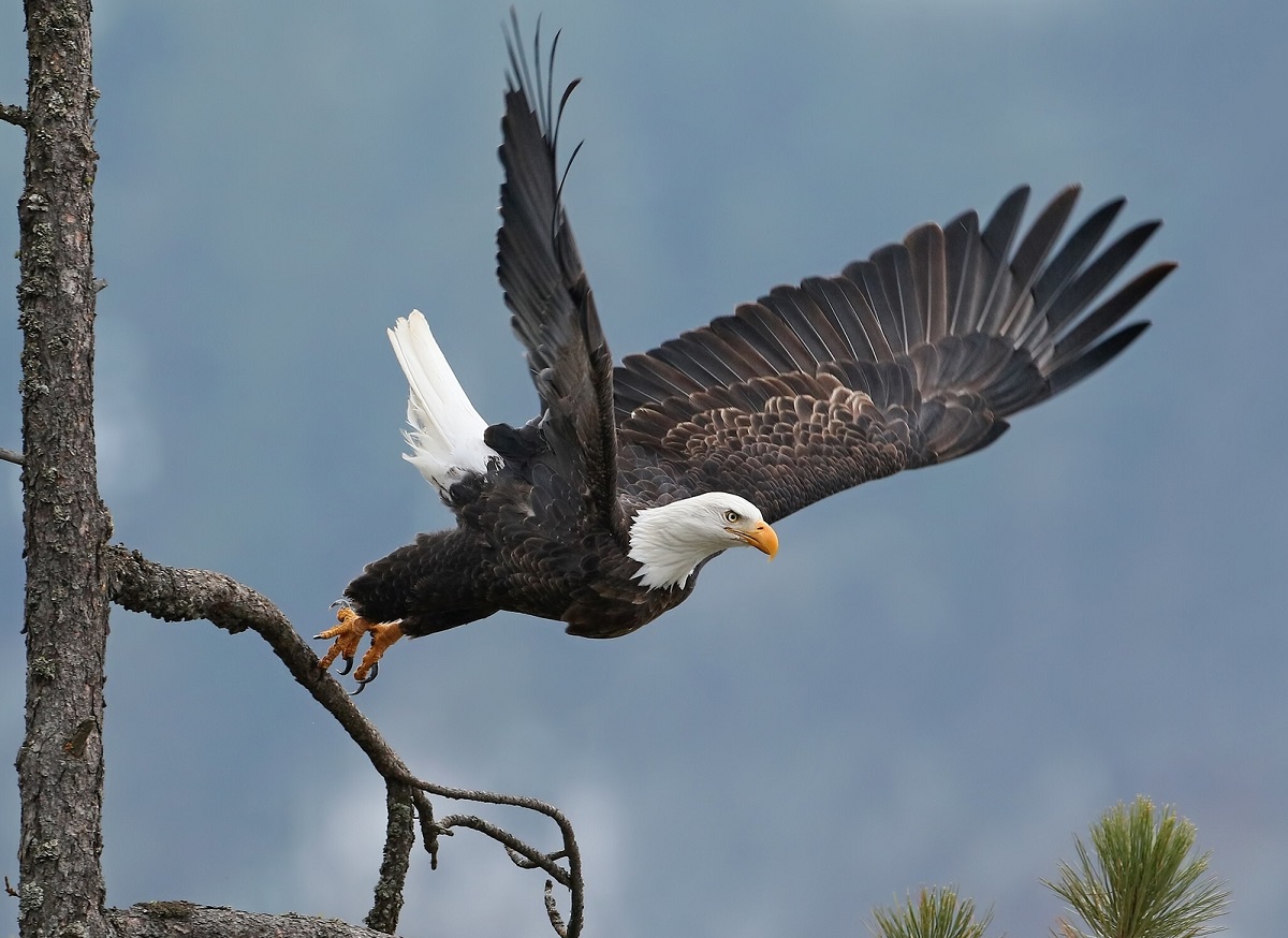 Águila calva despega de una rama de árbol