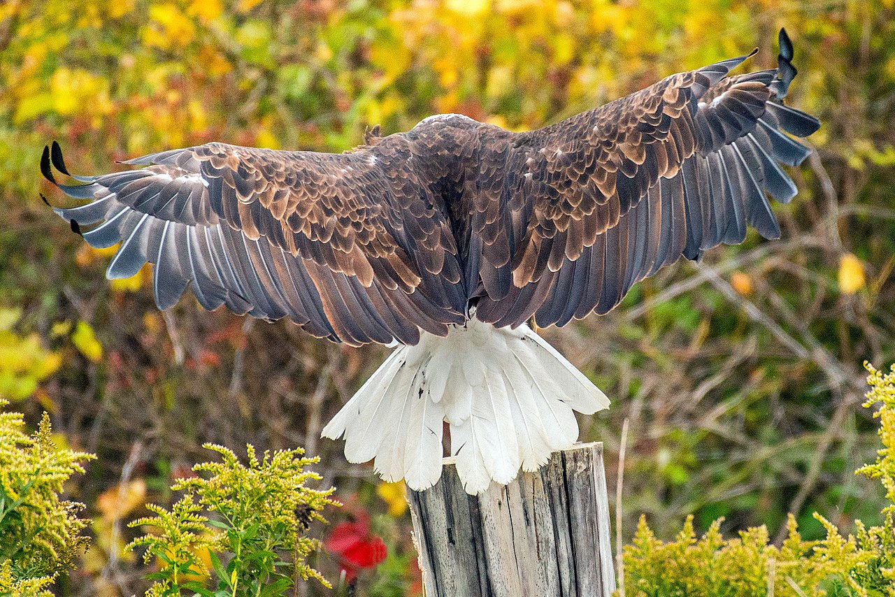 Águila calva: foto de la espalda.