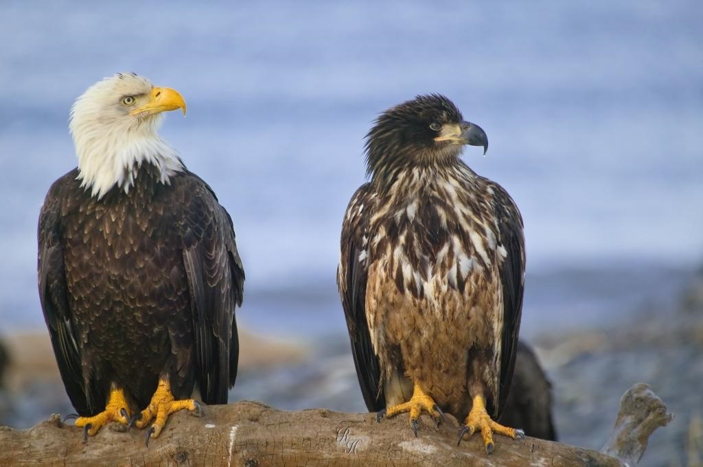 Bald eagles: aikuisen linnun (vasen) teini-ikäisen (oikealla)
