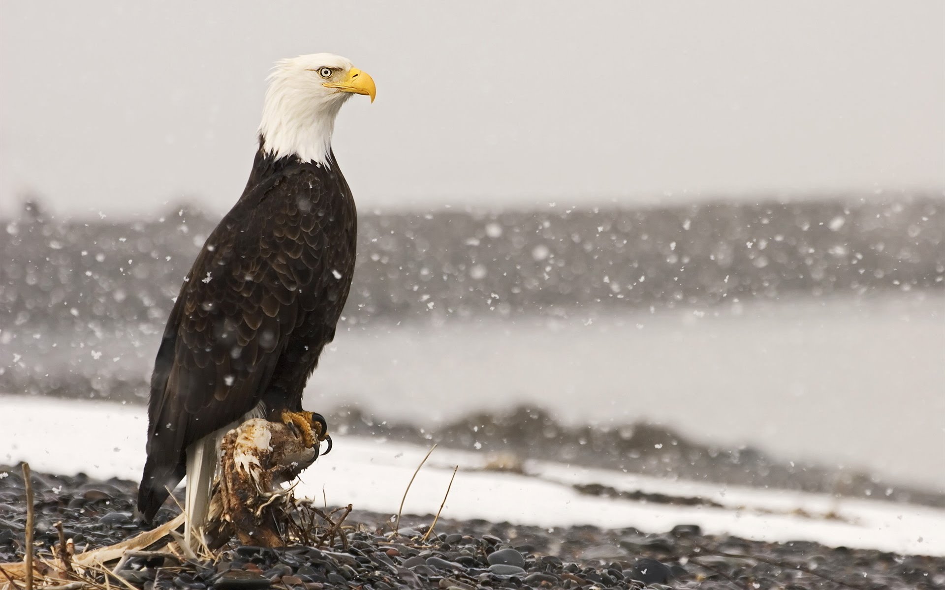 Bald eagle and snow