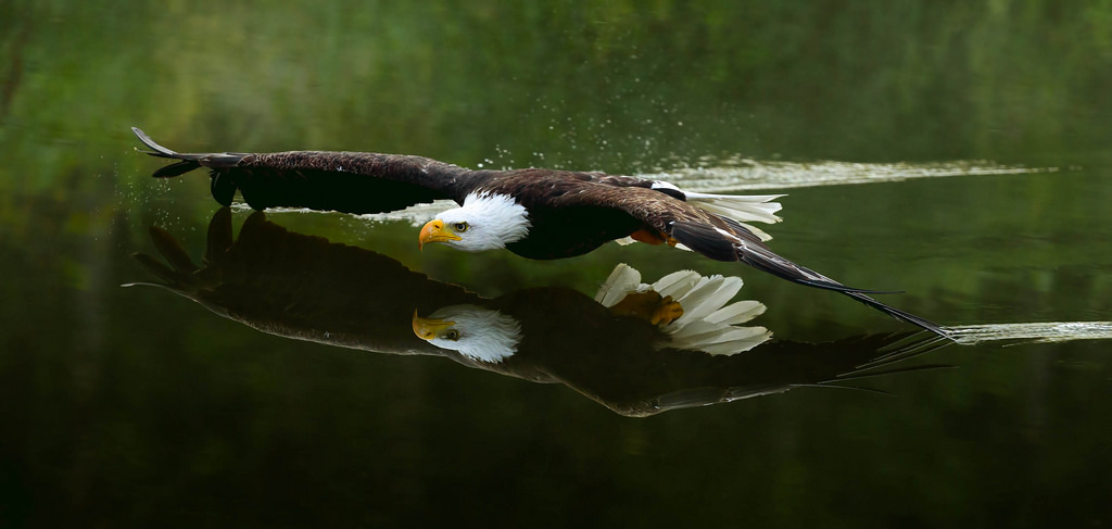 Masî Bald eagle hunting