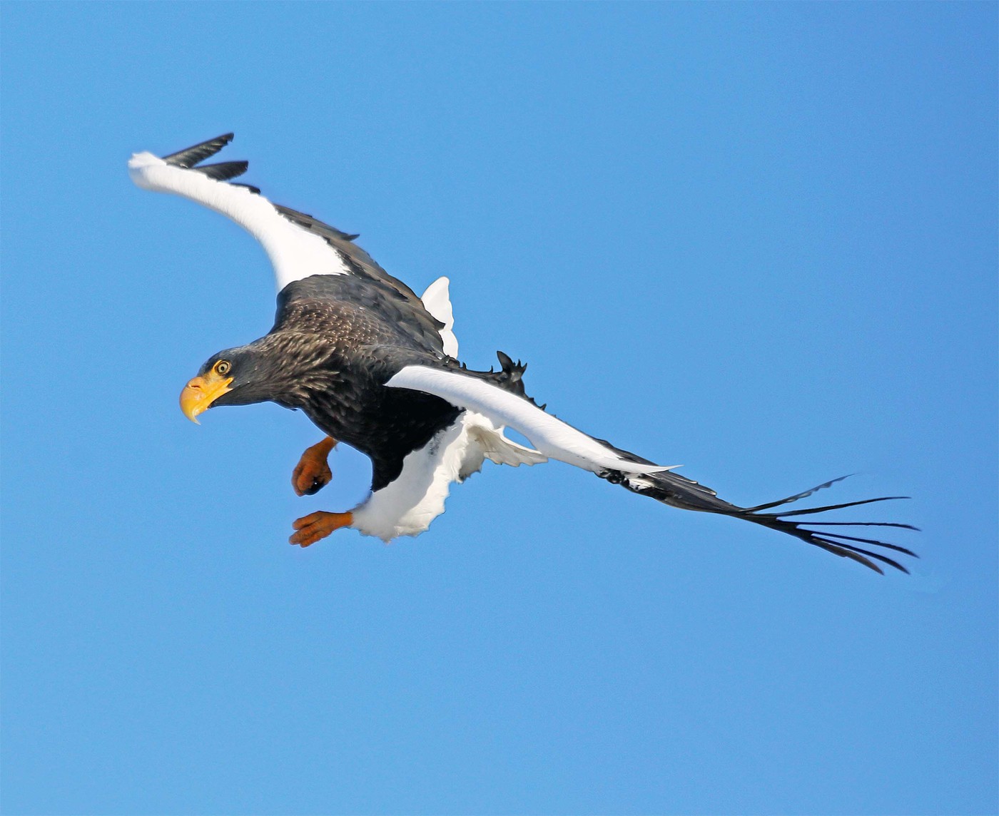 Летно орел во лет, Залив Златен Рог, Владивосток