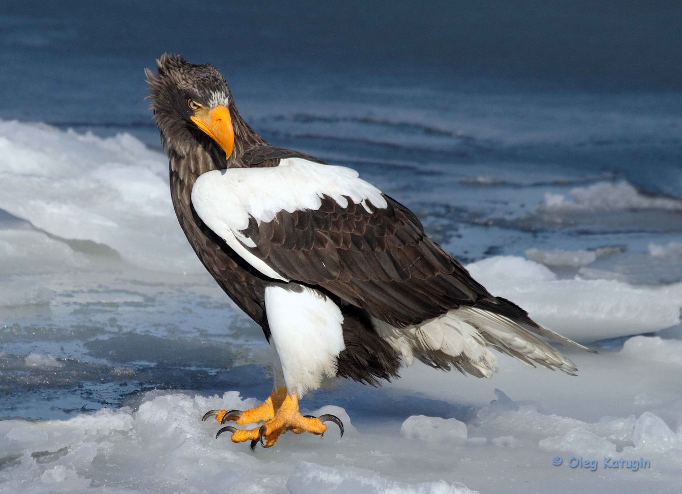 Белоплечий орлан на льоду бухти Золоти...