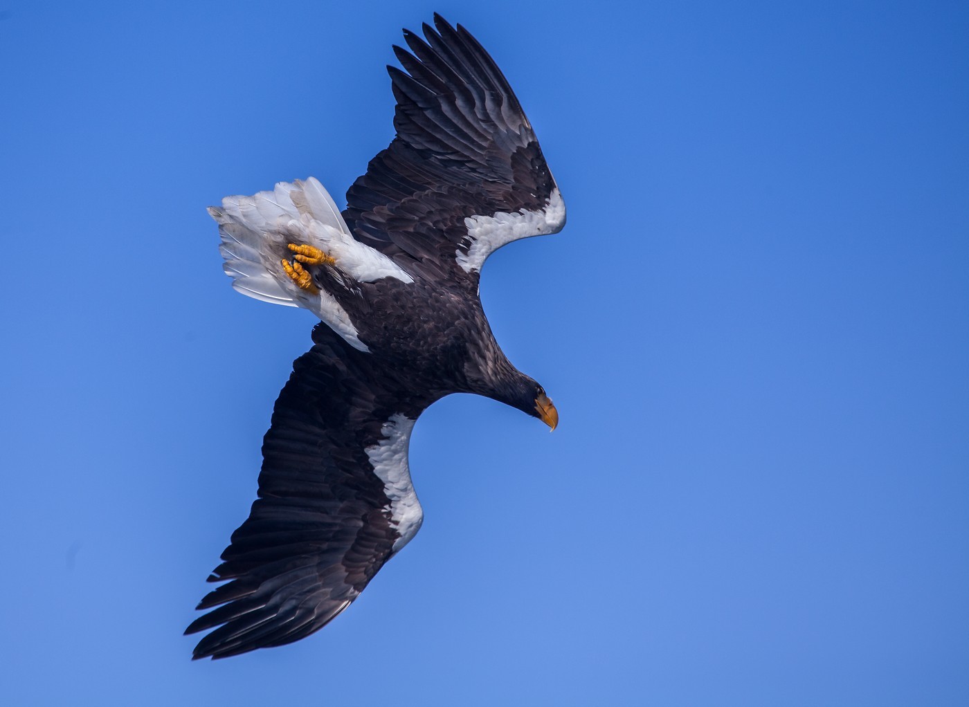 Skouer Eagle