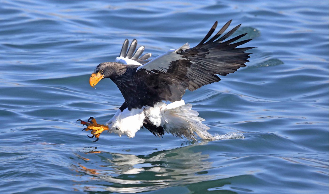 Shqiponja e papërgatitur "mbledh" peshkun e hedhur tek ai, Vladivostok