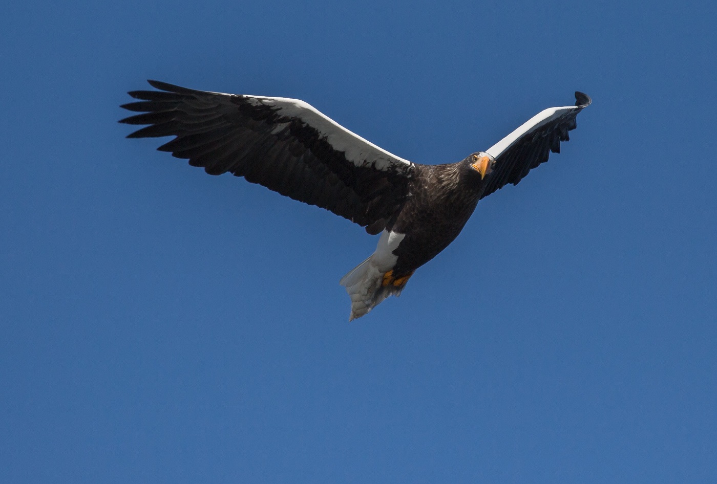 De Schëllerlosen Adler blouf héich am Himmel op der Sich no der Prouf.