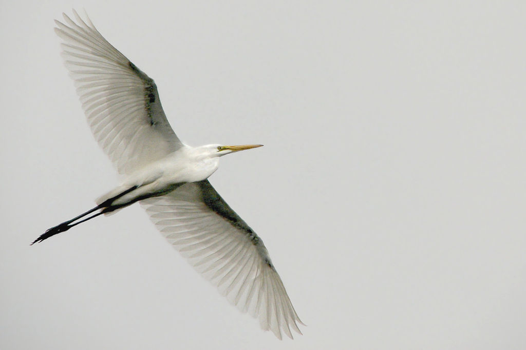 Great White Egret yn Flight