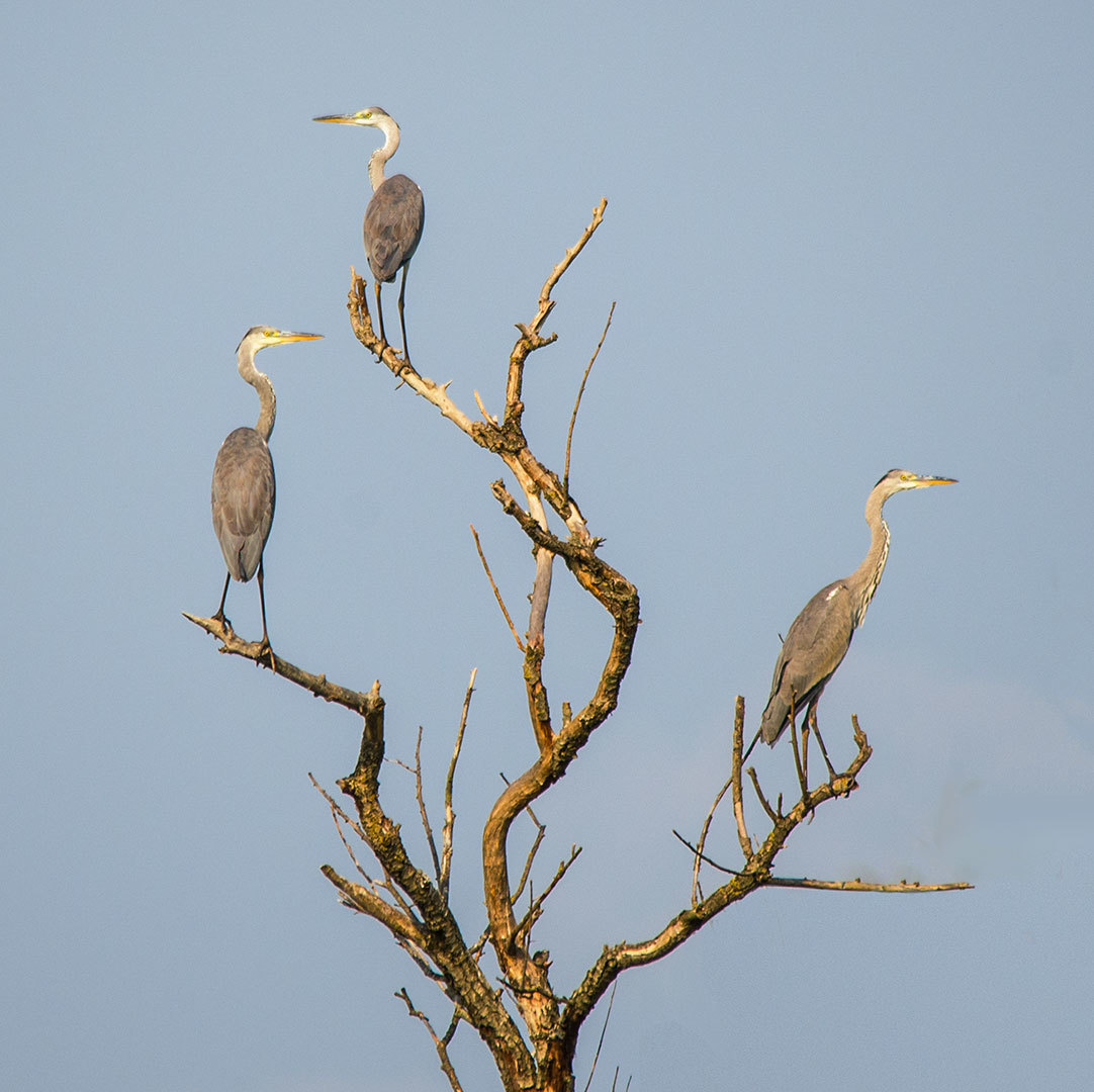 Gray Heron di atas pokok kering