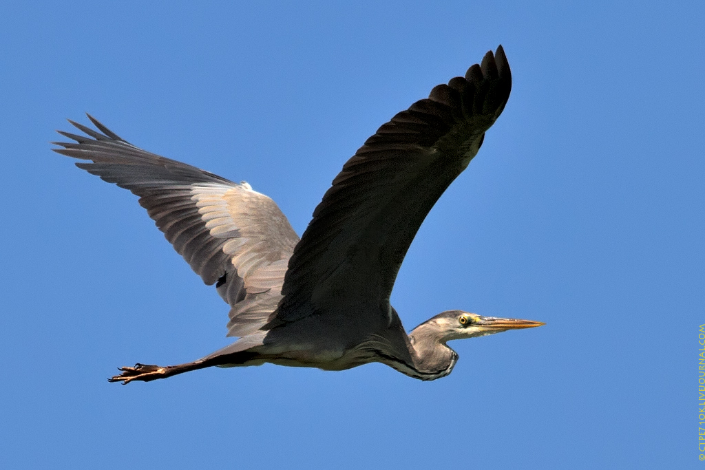Gray Heron di Flight
