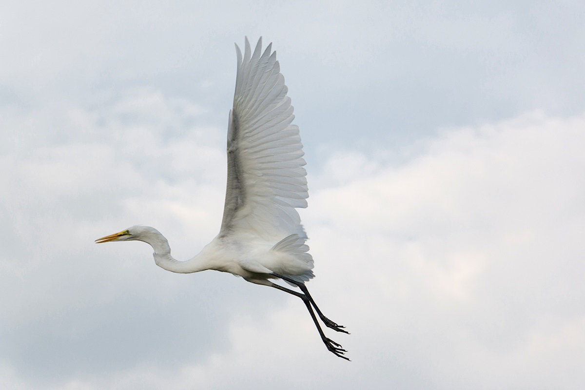 Nagy Fehér Egret, Okavango Delta, Botswana