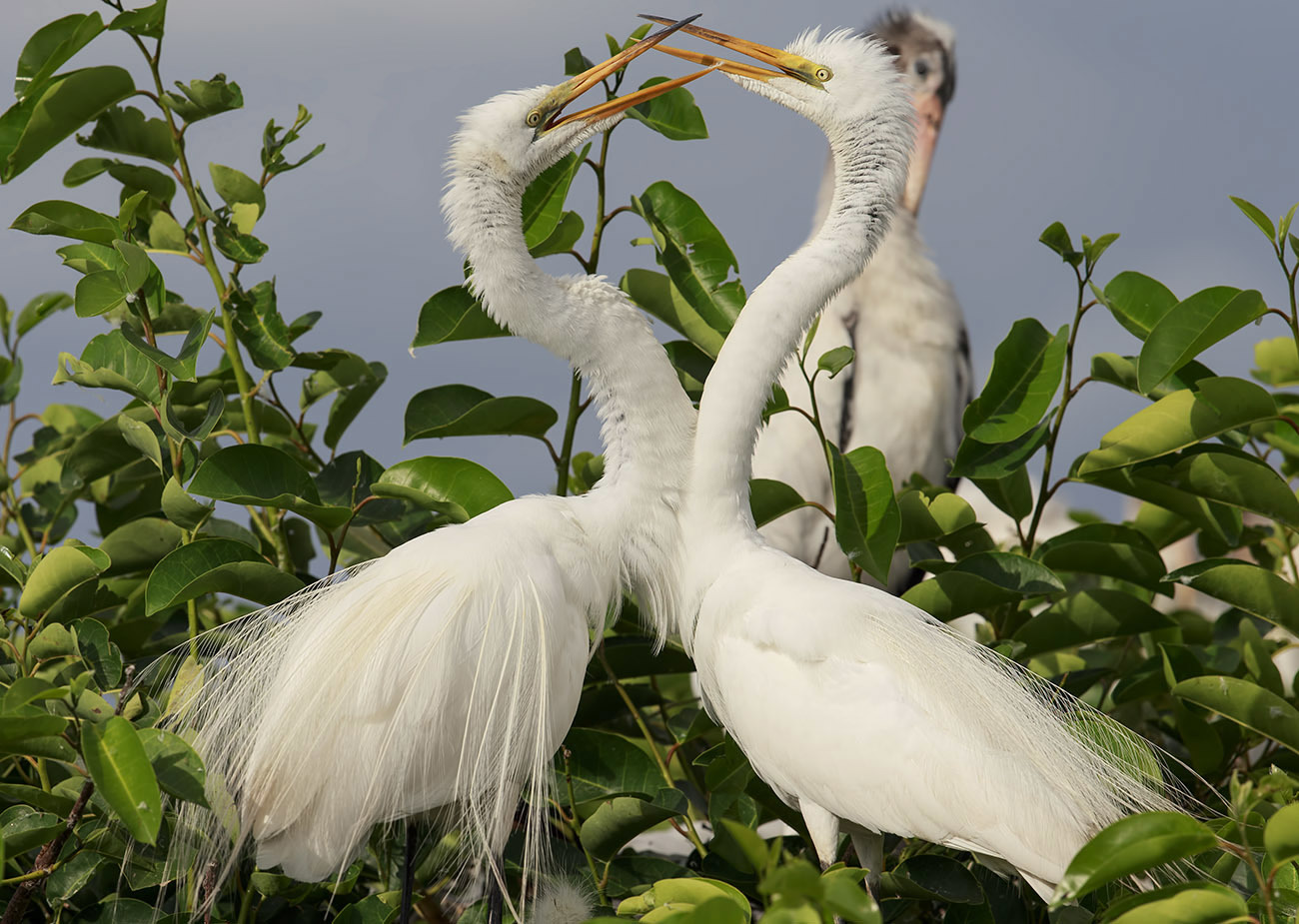 Dakong White Egret