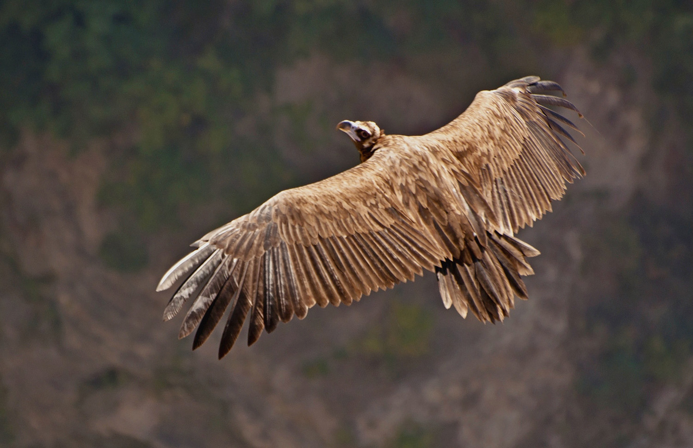 Schwaarz Vulture: Erwuessene Vogel am Fluch