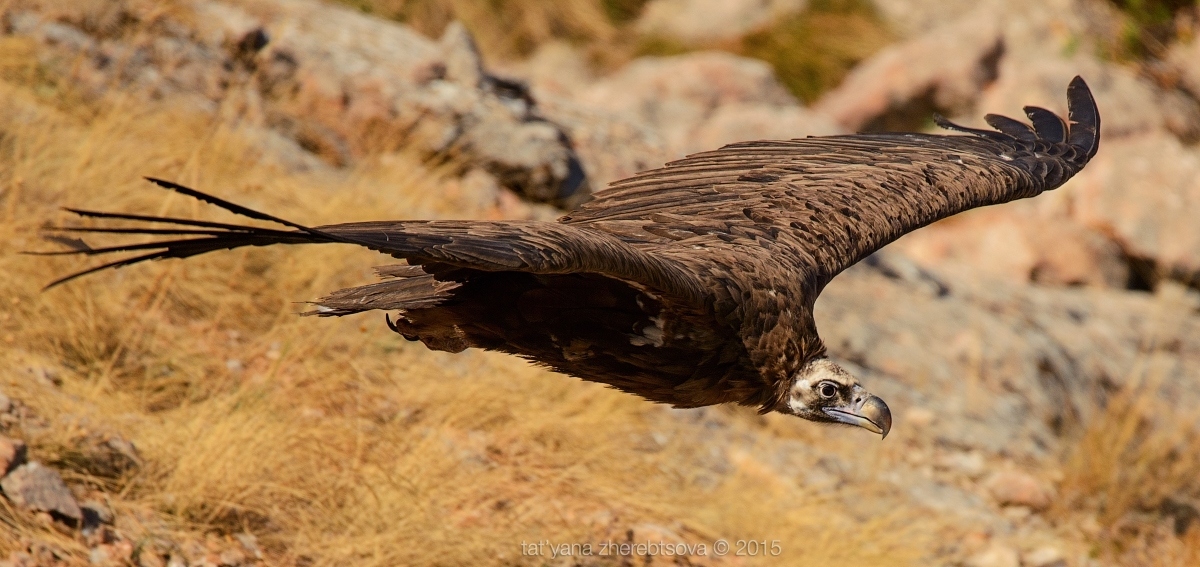 Črni Vulture leti okoli svoje lastnine v Krimu