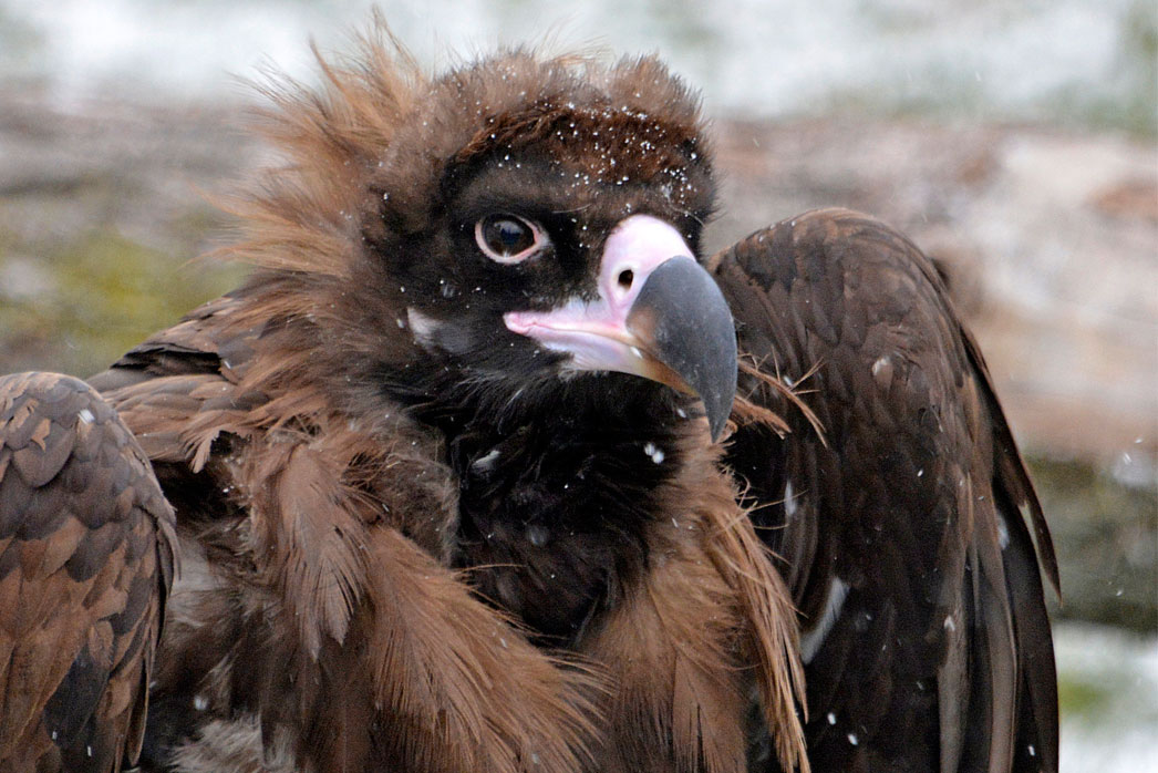 นกแร้งดำที่สวนสัตว์ detorit, USA