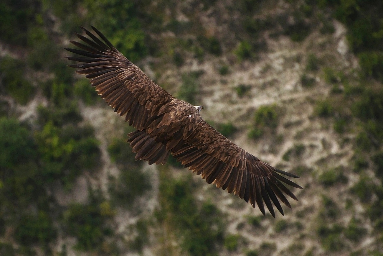 Vulture nero in flight